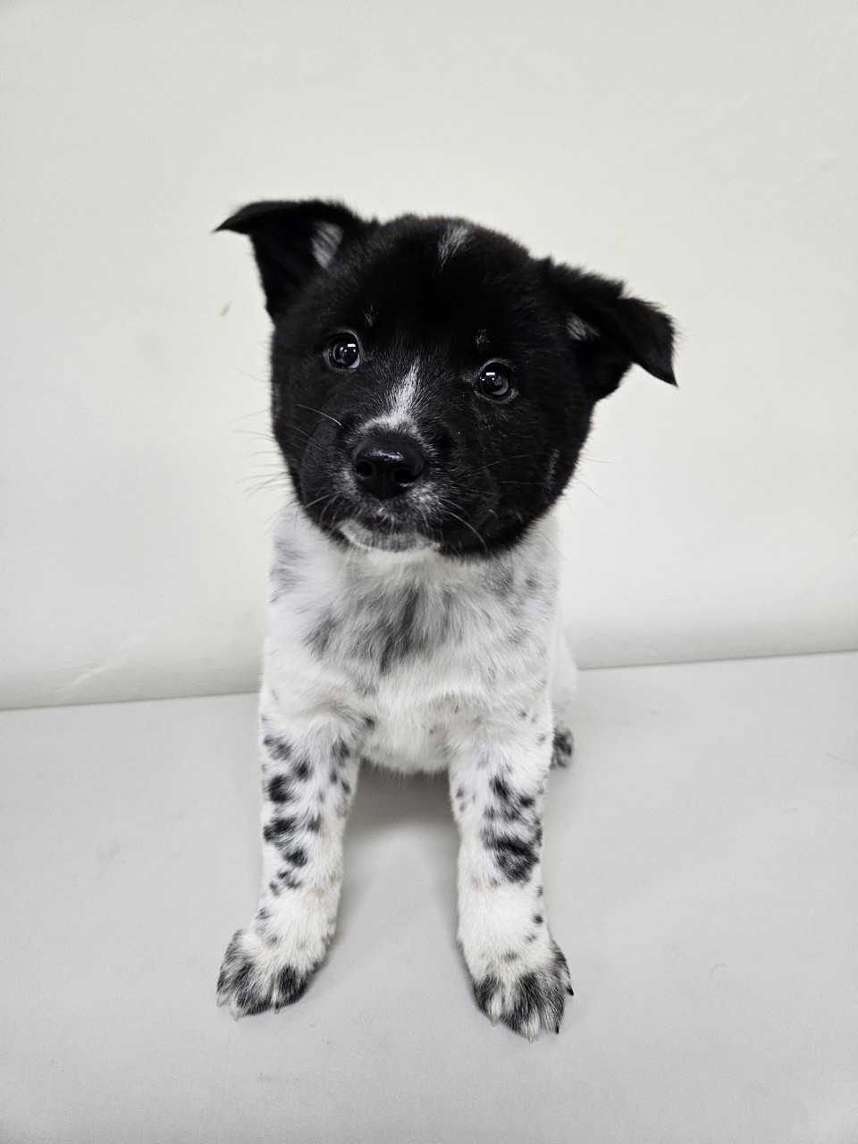 아산동물복지지원센터_444452202502180