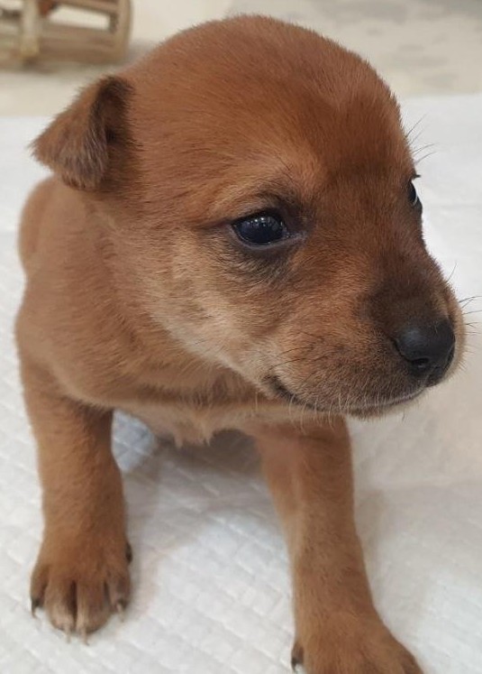 보호중 믹스견의 가…