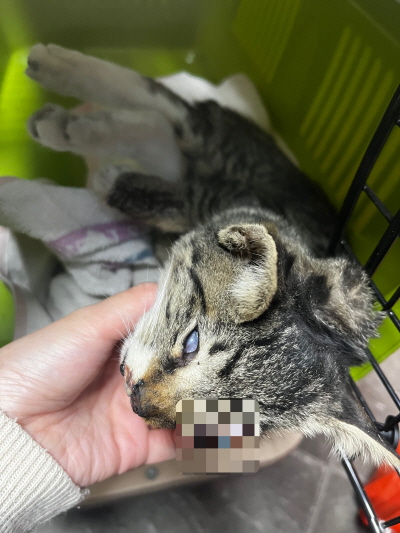 보호중 믹스묘의 가…