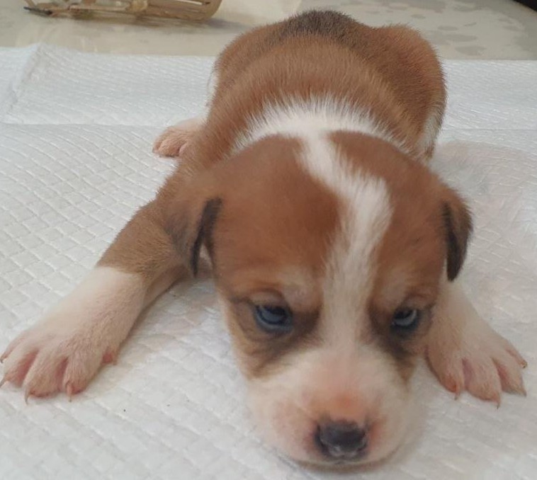 보호중 믹스견의 가…