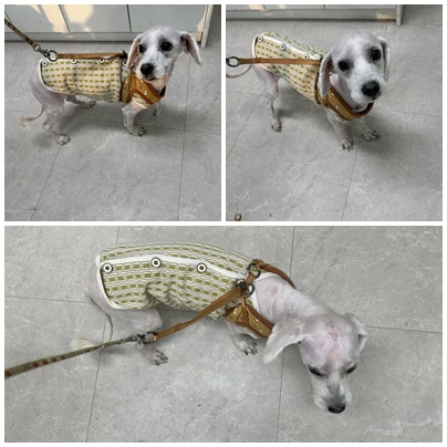 보호중 기타의 가족…