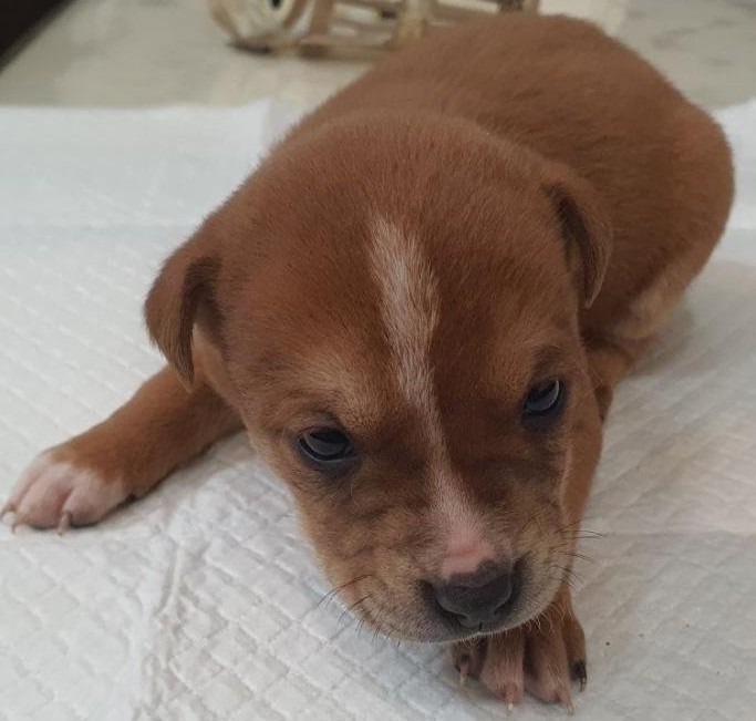 보호중 믹스견의 가…