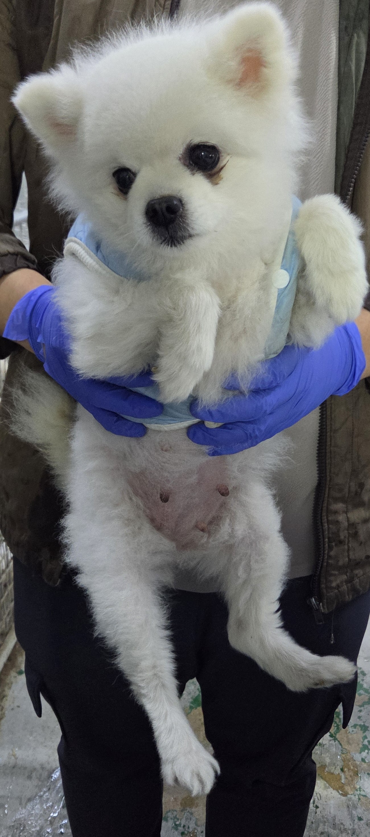 보호중 포메라니안의…