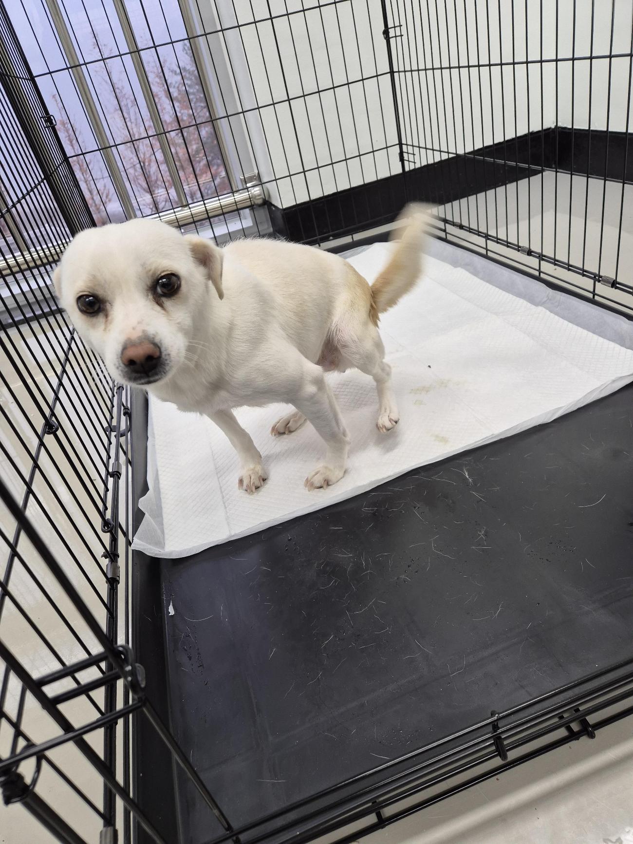 인제군동물보호센터_442433202500601