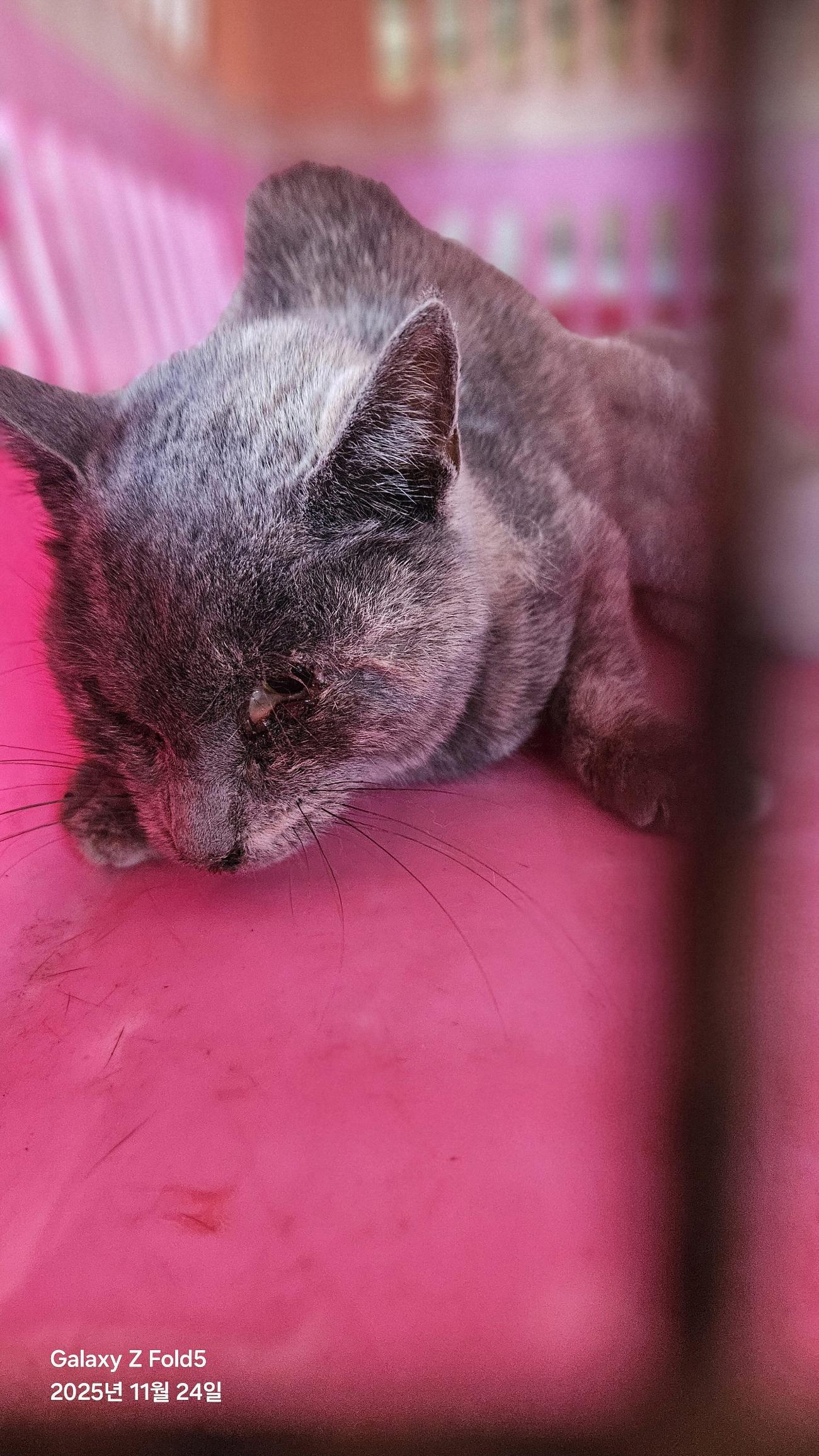 보호중 한국 고양이…