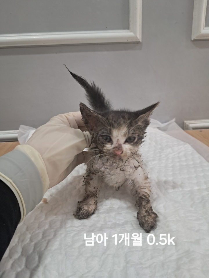 보호중 한국 고양이…