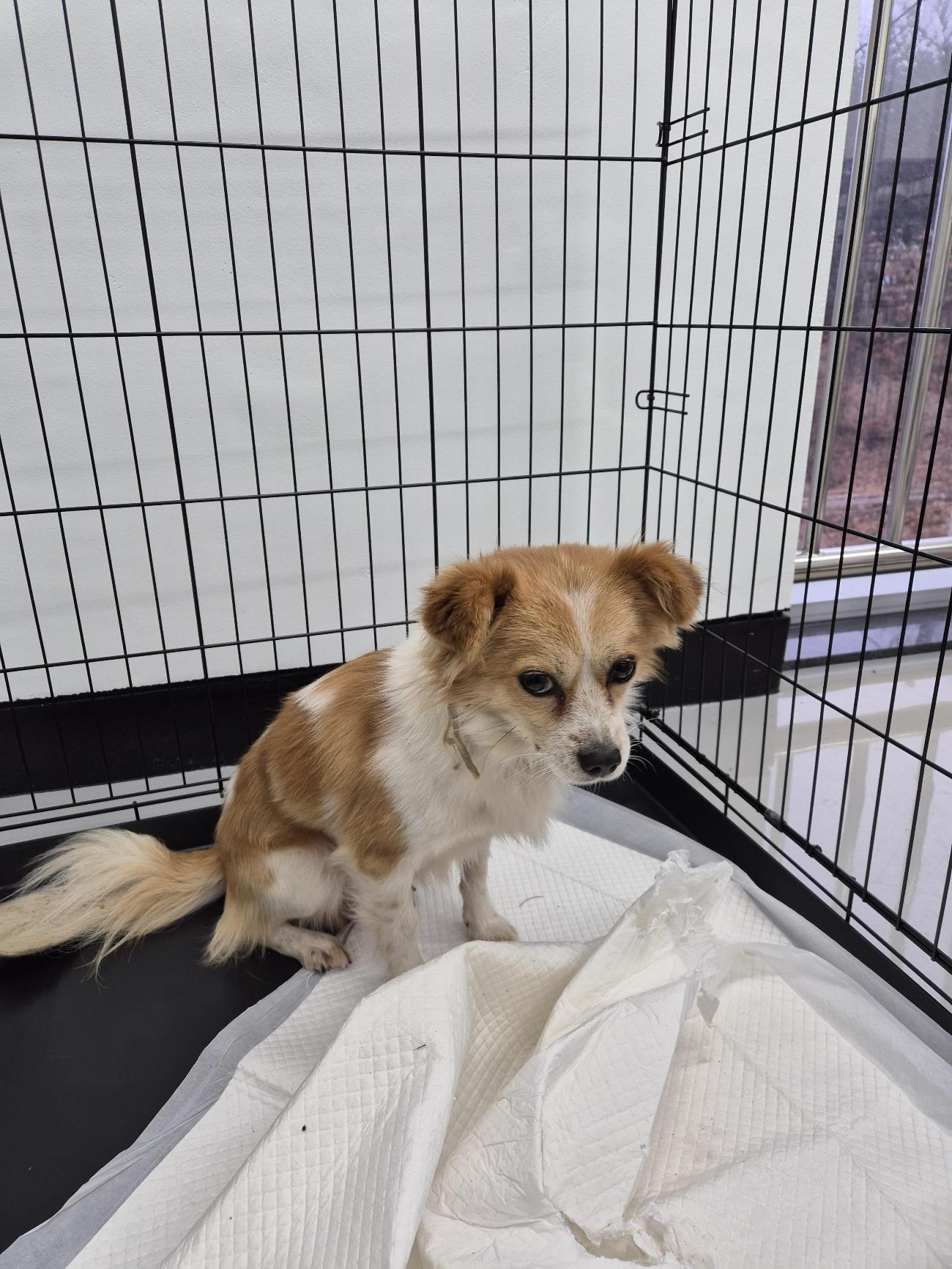 보호중 믹스견의 가…