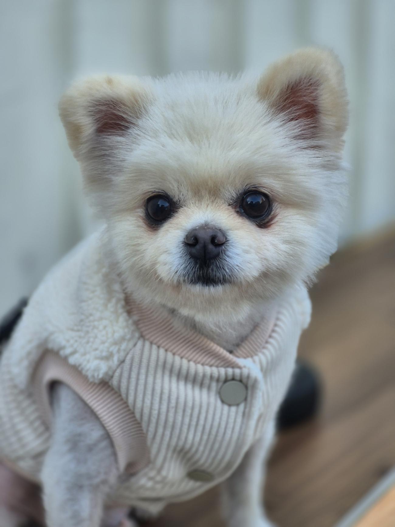 (사)동물보호관리협회_448535202501717