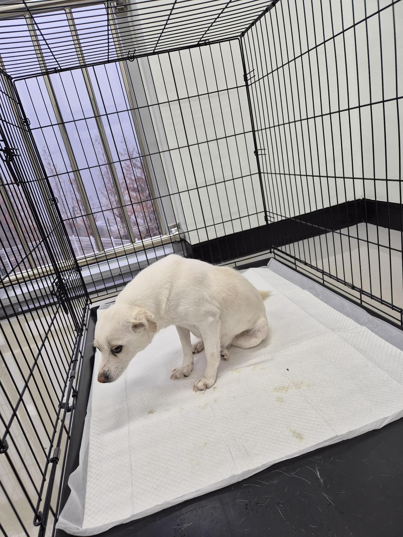 인제군동물보호센터_442433202500602