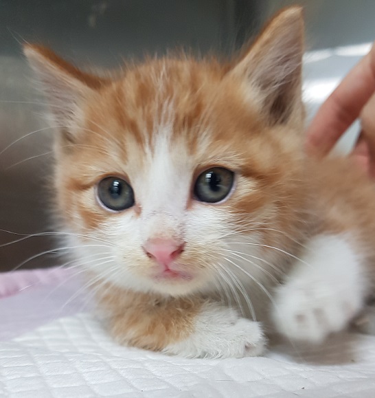 조재진동물병원_428354202501262