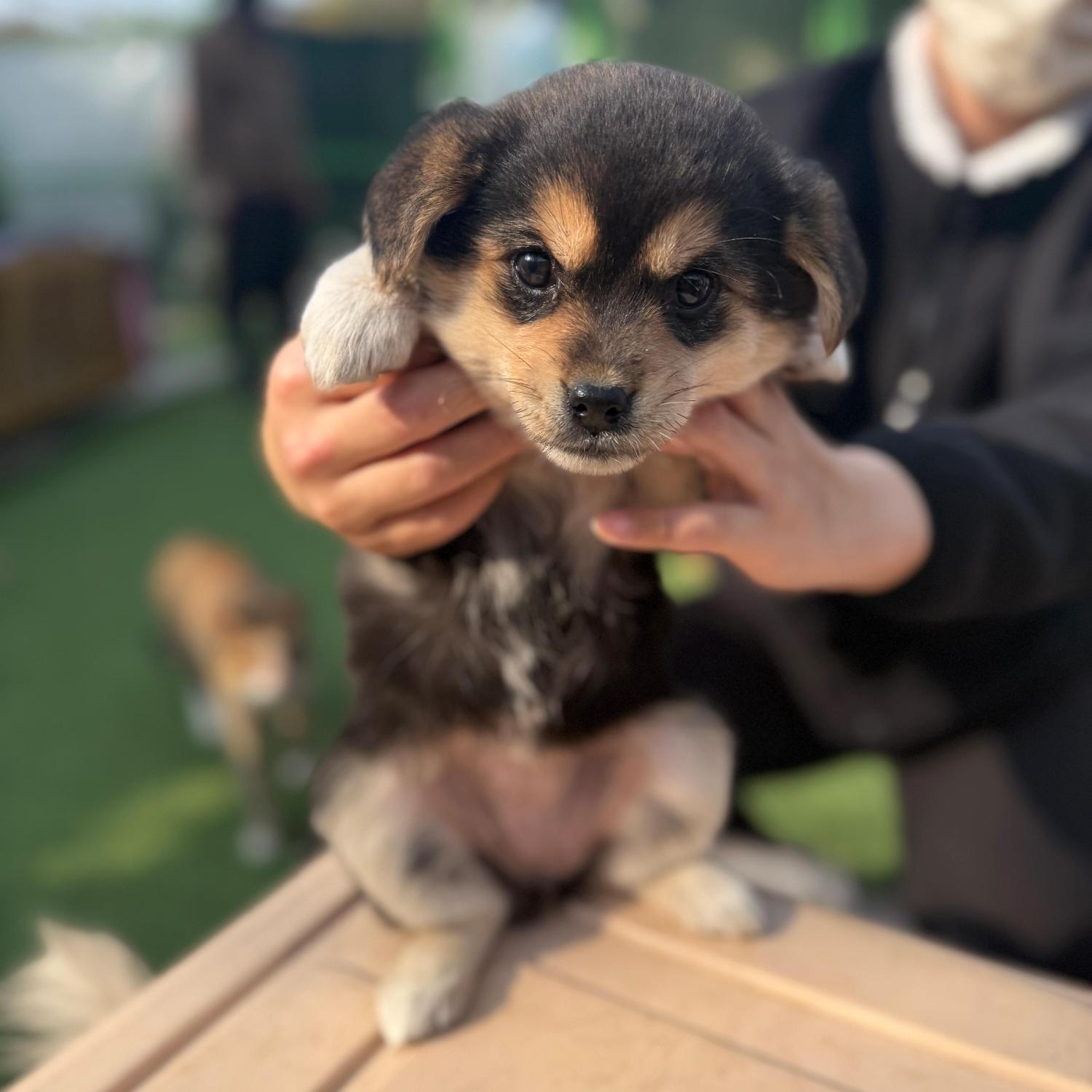 보호중 믹스견의 가…