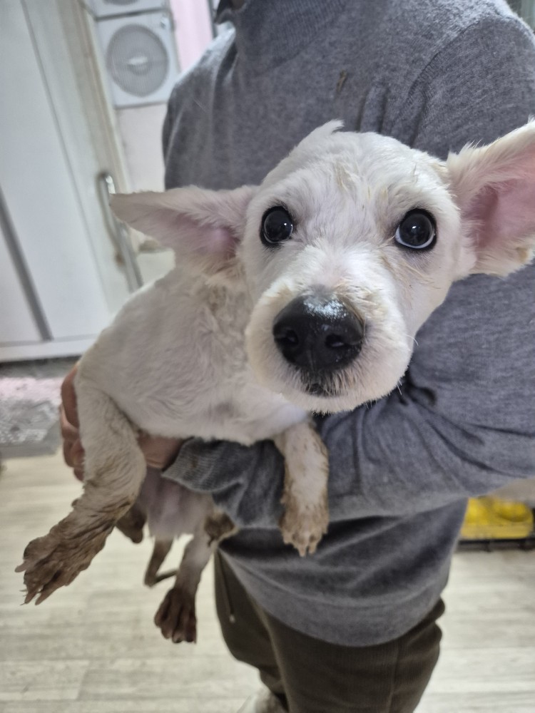 보호중 푸들의 가족…