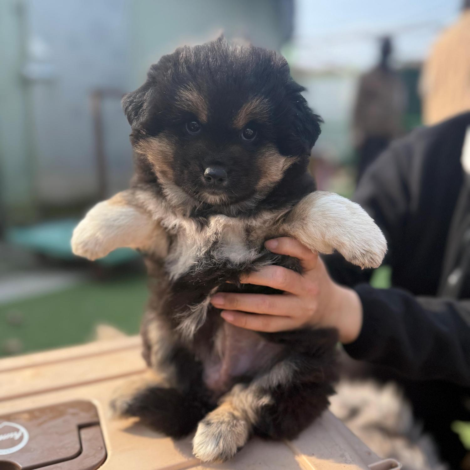 보호중 믹스견의 가…