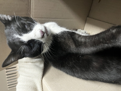 보호중 믹스묘의 가…