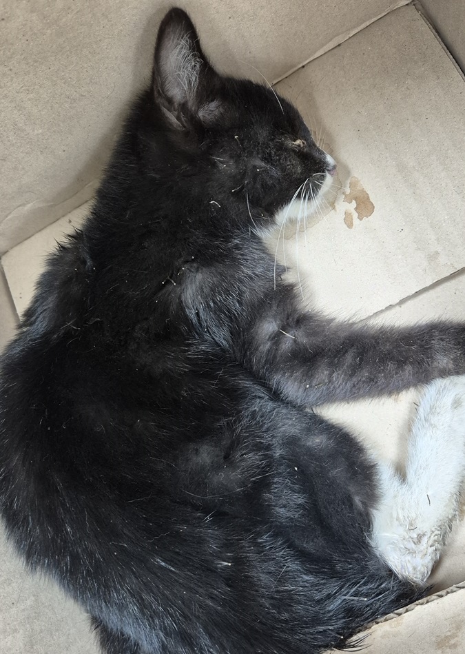 종료(자연사) 한국…