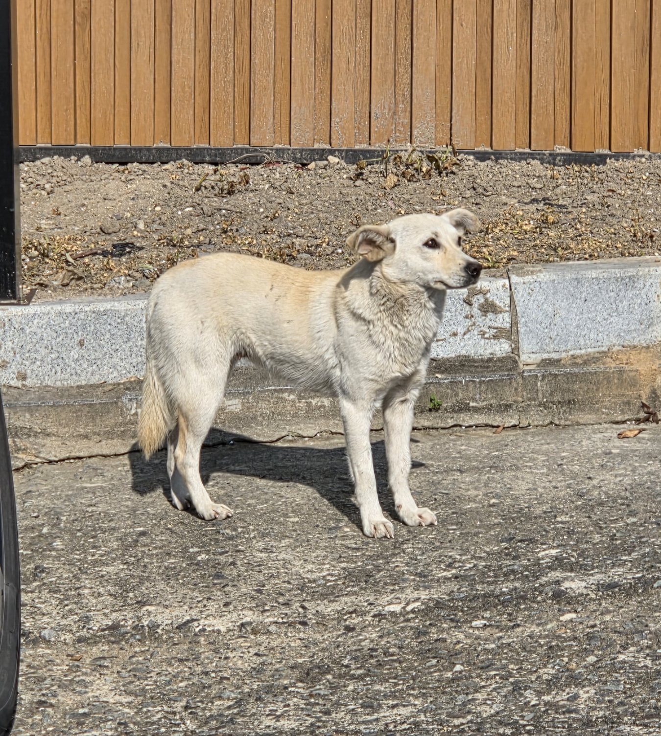 보호중 믹스견의 가…