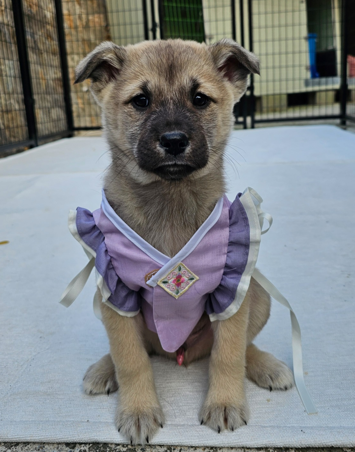 보호중 믹스견의 가…