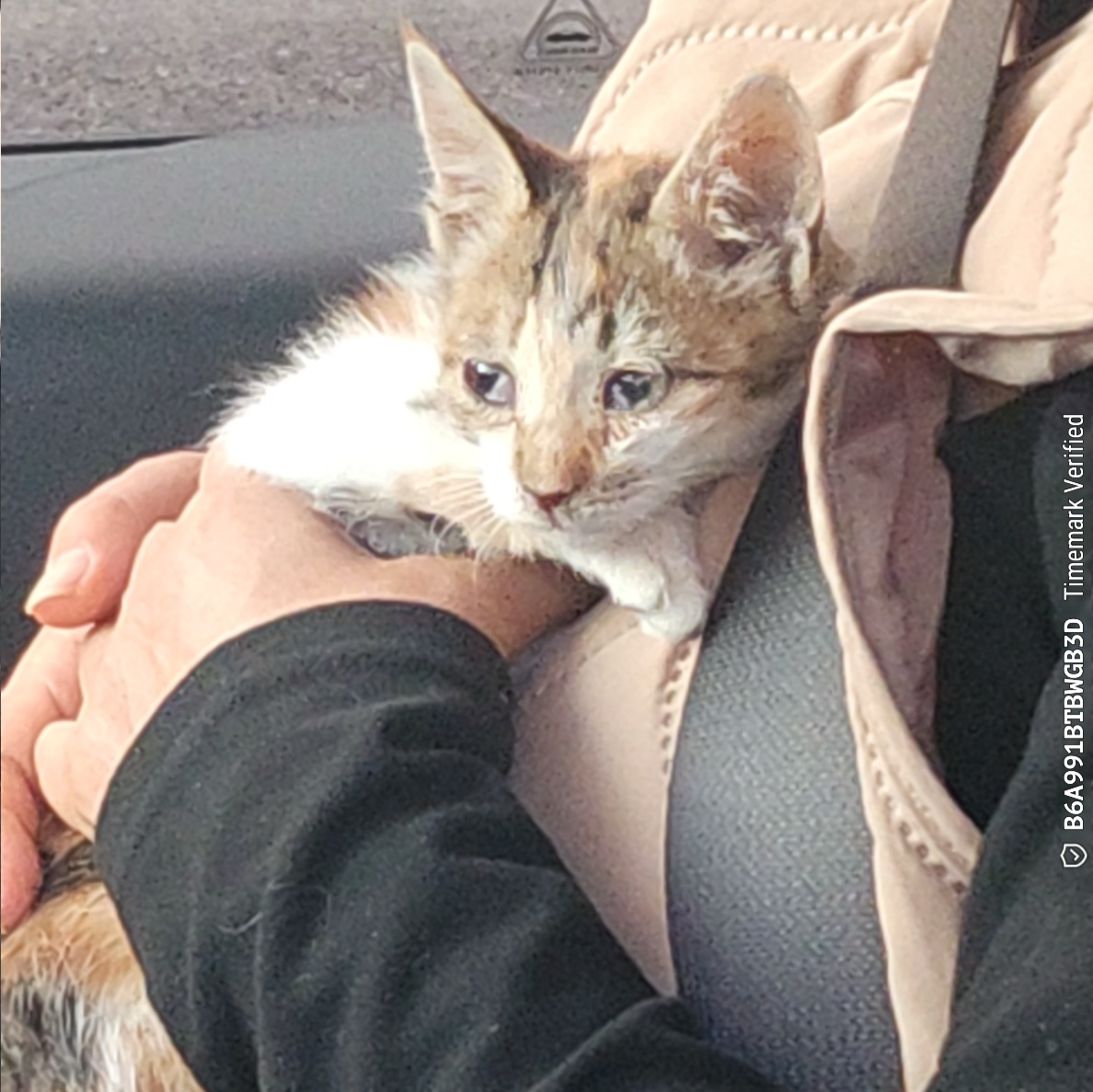 울산유기동물보호센터_431373202501790