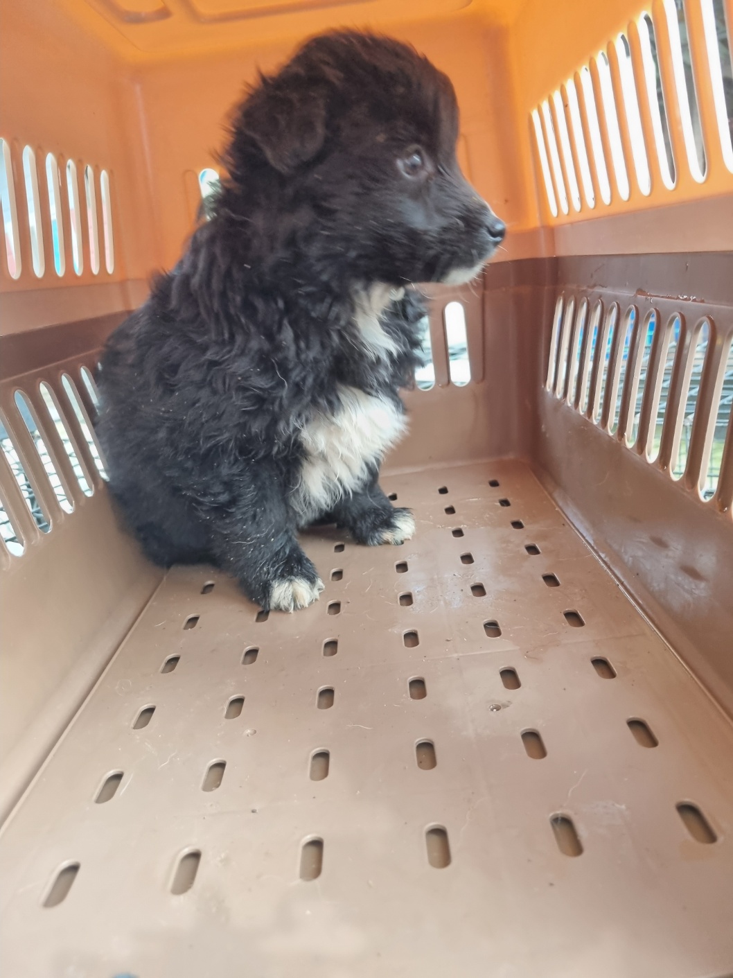 부안군 동물보호센터_445479202501232