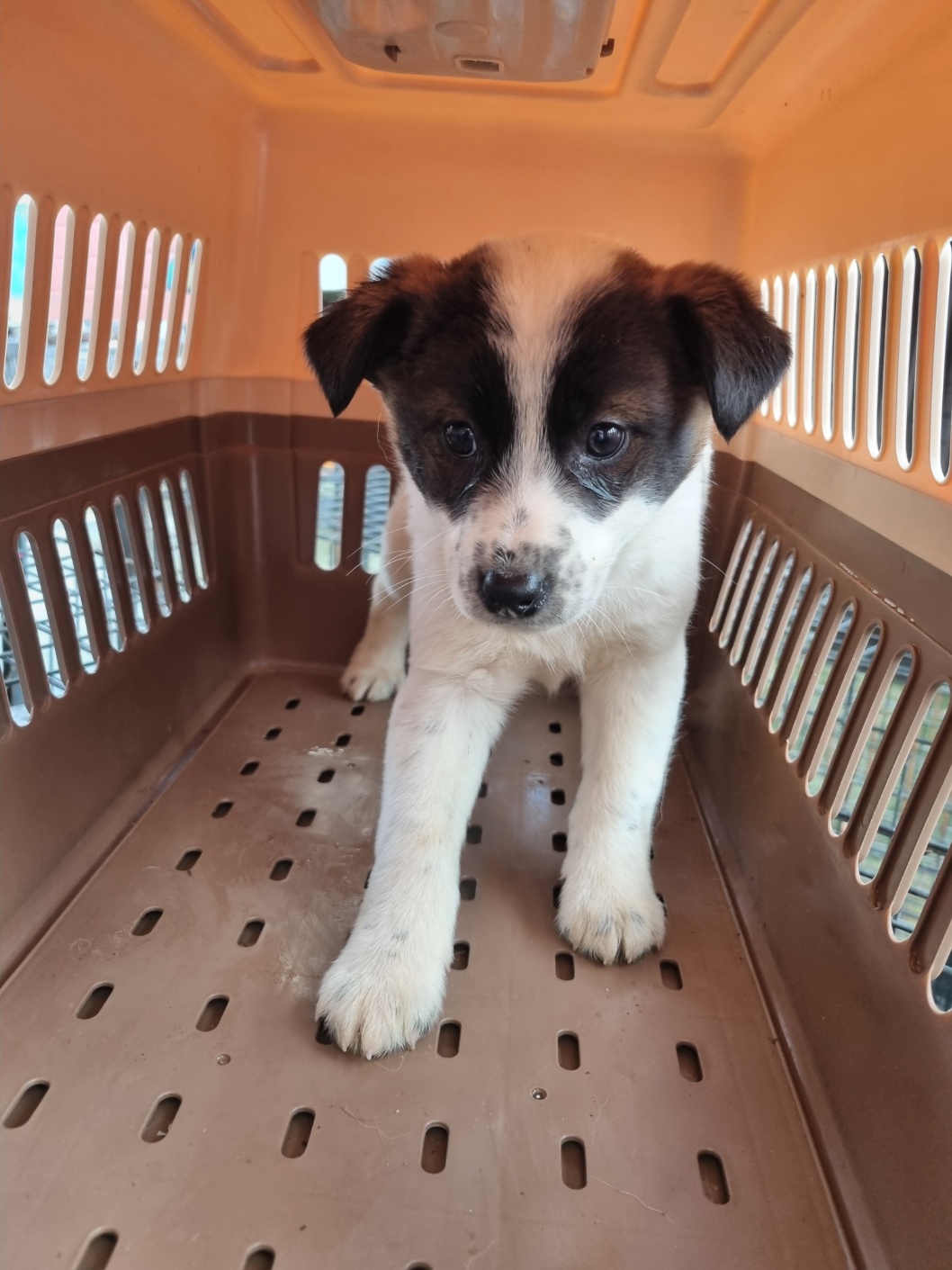 보호중 믹스견의 가…