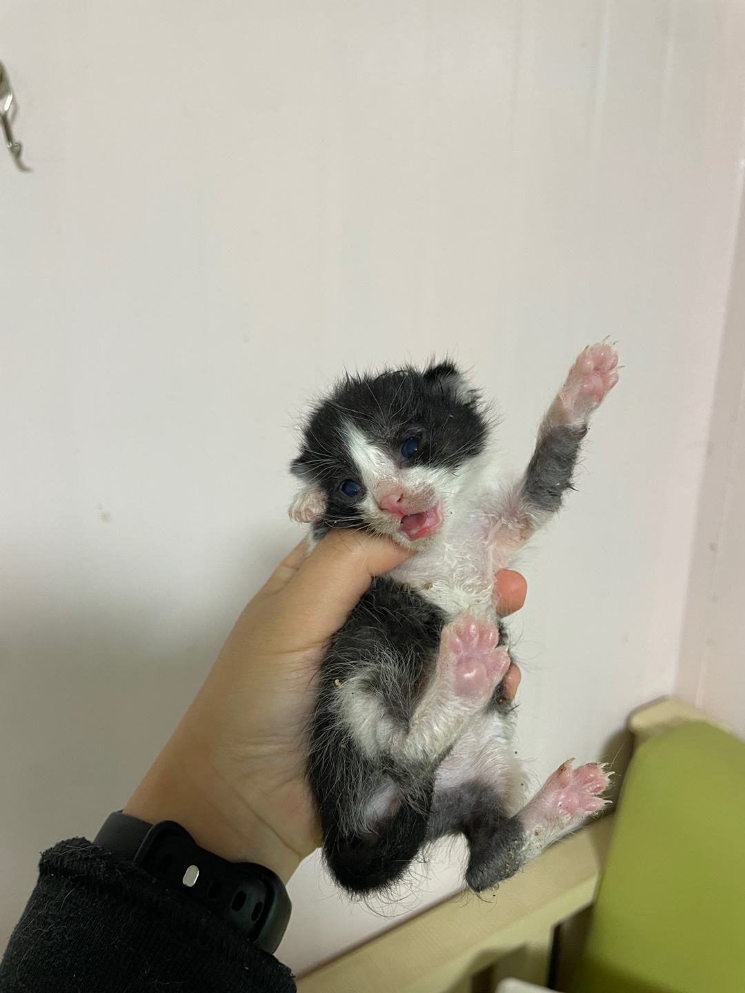 보호중 한국 고양이…