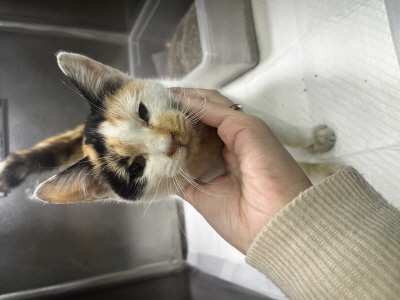 보호중 믹스묘의 가…