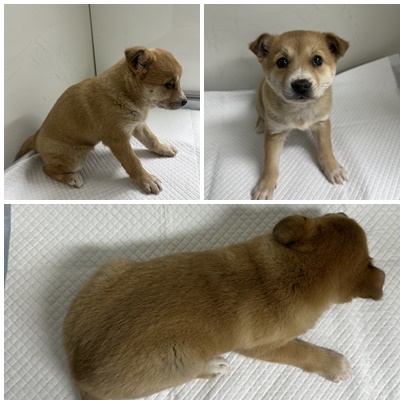 보호중 믹스견의 가…