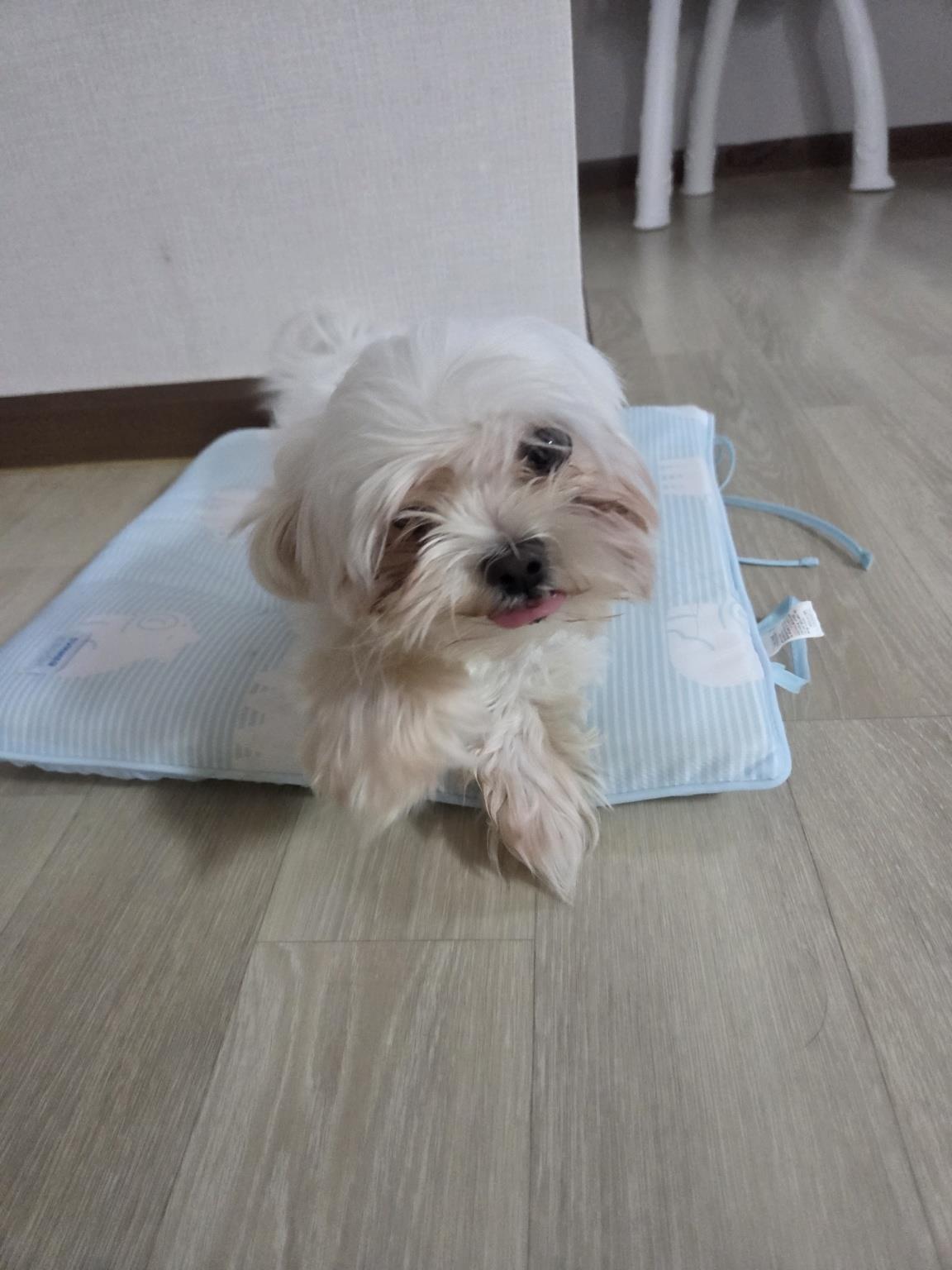 보호중 말티즈의 가…