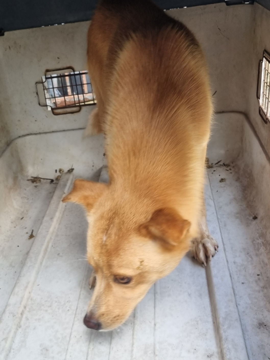 보호중 믹스견의 가…