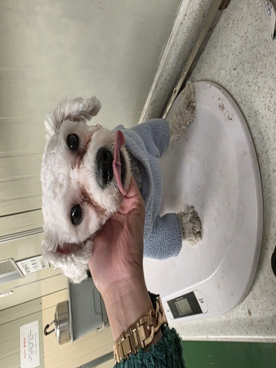 보호중 비숑 프리제…