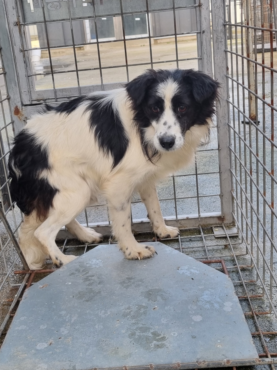 부안군 동물보호센터_445479202501231