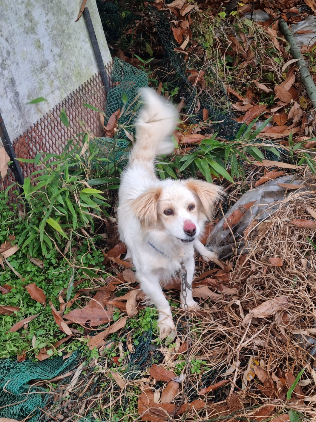 보호중 믹스견의 가…