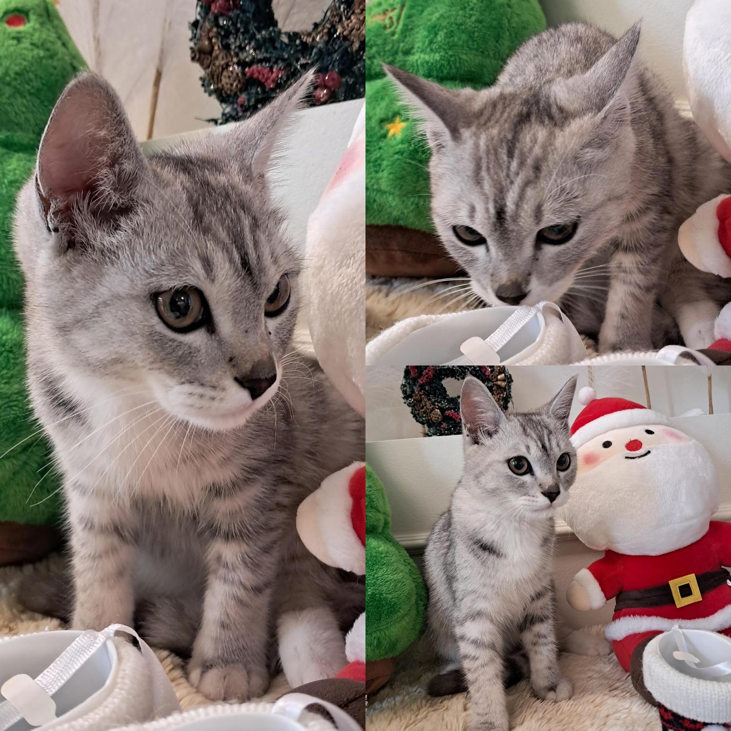 보호중 아메리칸 쇼…