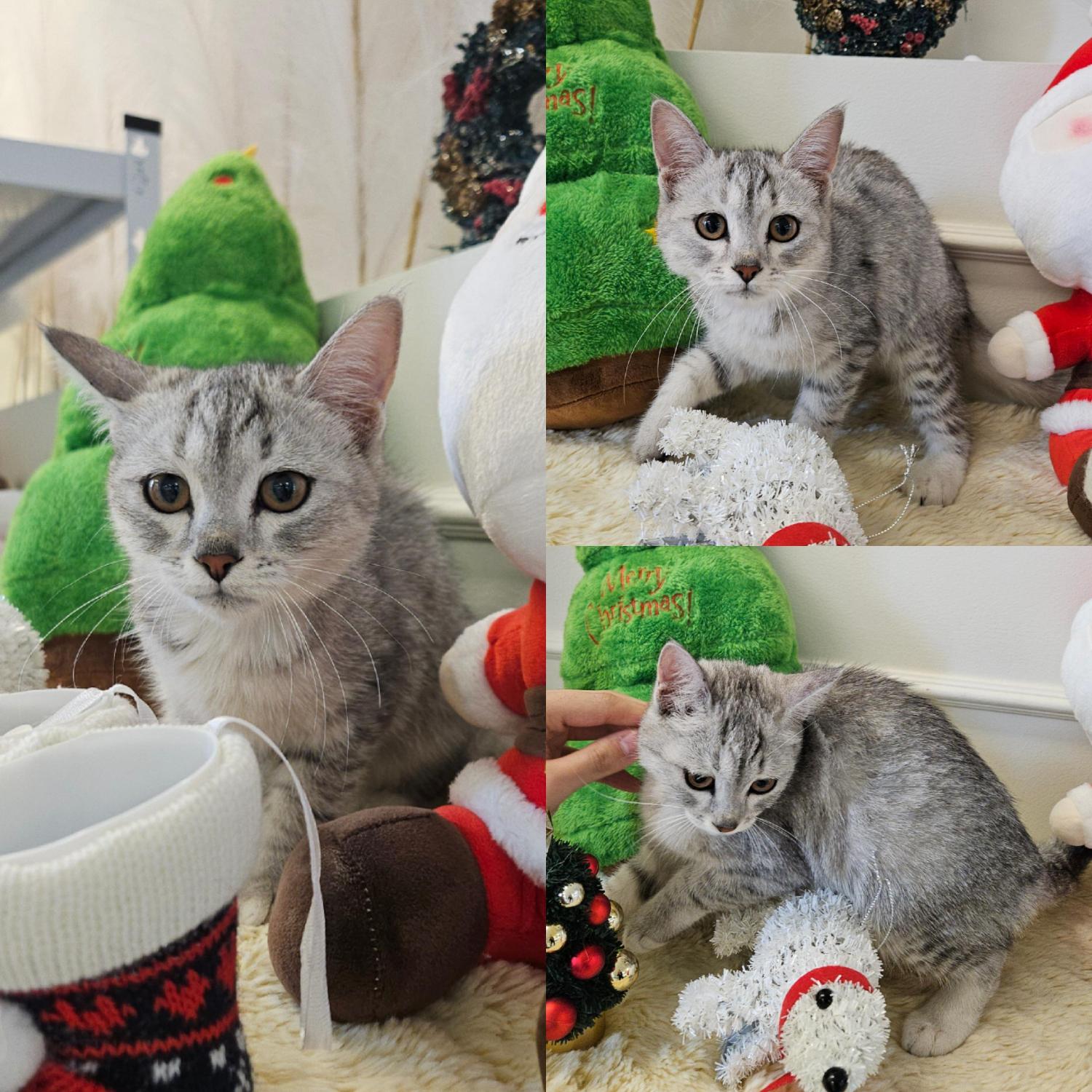 경주동물사랑보호센터_447505202501630