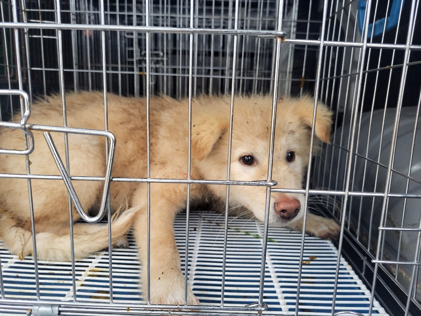 보호중 믹스견의 가…