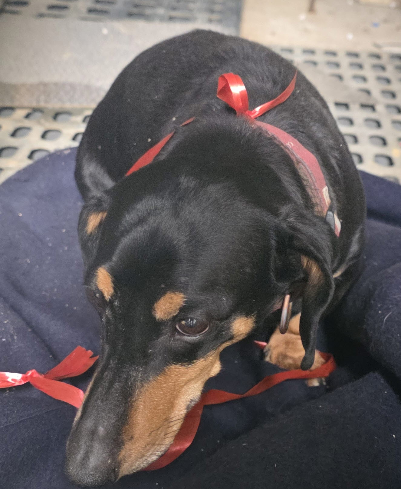 보호중 스탠다드 닥…