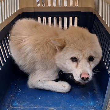 보호중 믹스견의 가…