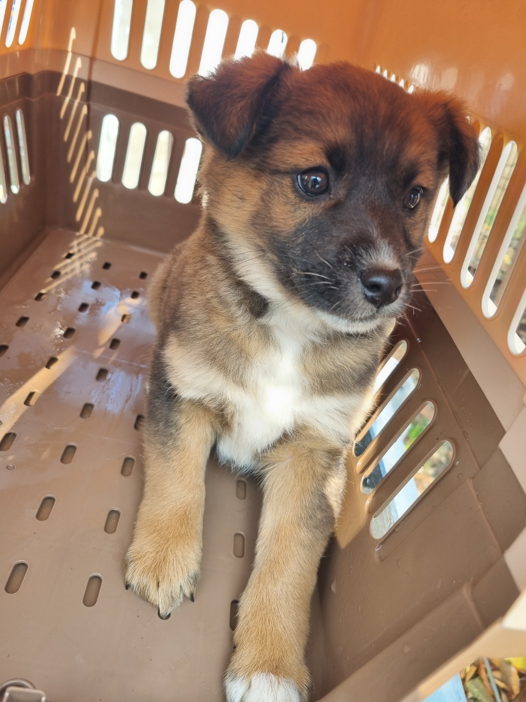 보호중 믹스견의 가…