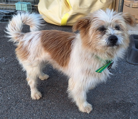 보호중 믹스견의 가…