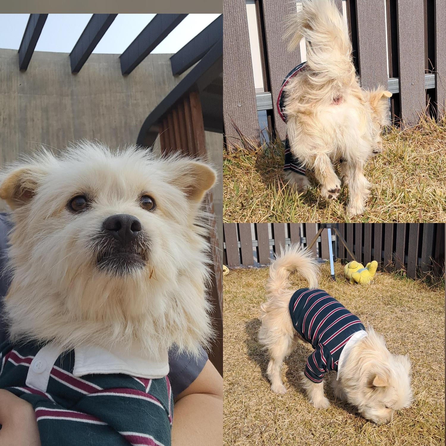 보호중 믹스견의 가…