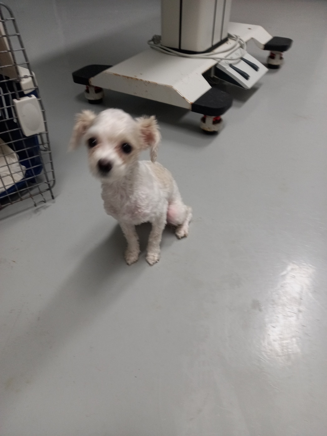 구미시 동물보호센터_447508202501727