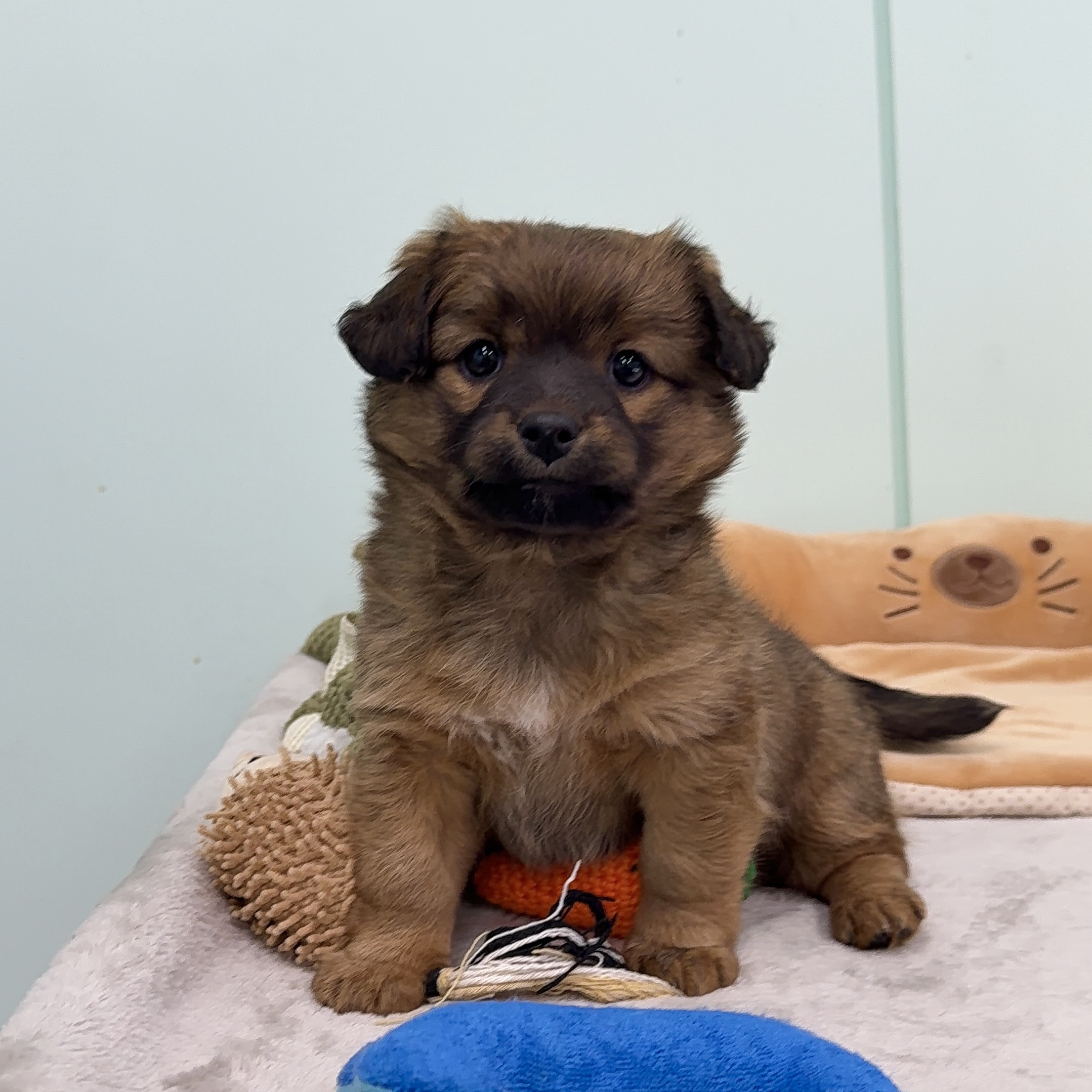 보호중 믹스견의 가…