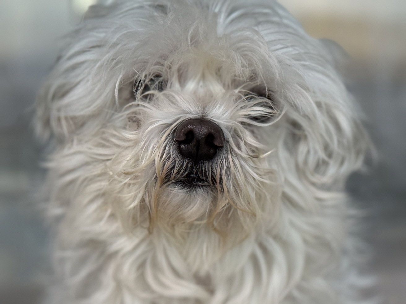 광주동물보호센터_429360202500810