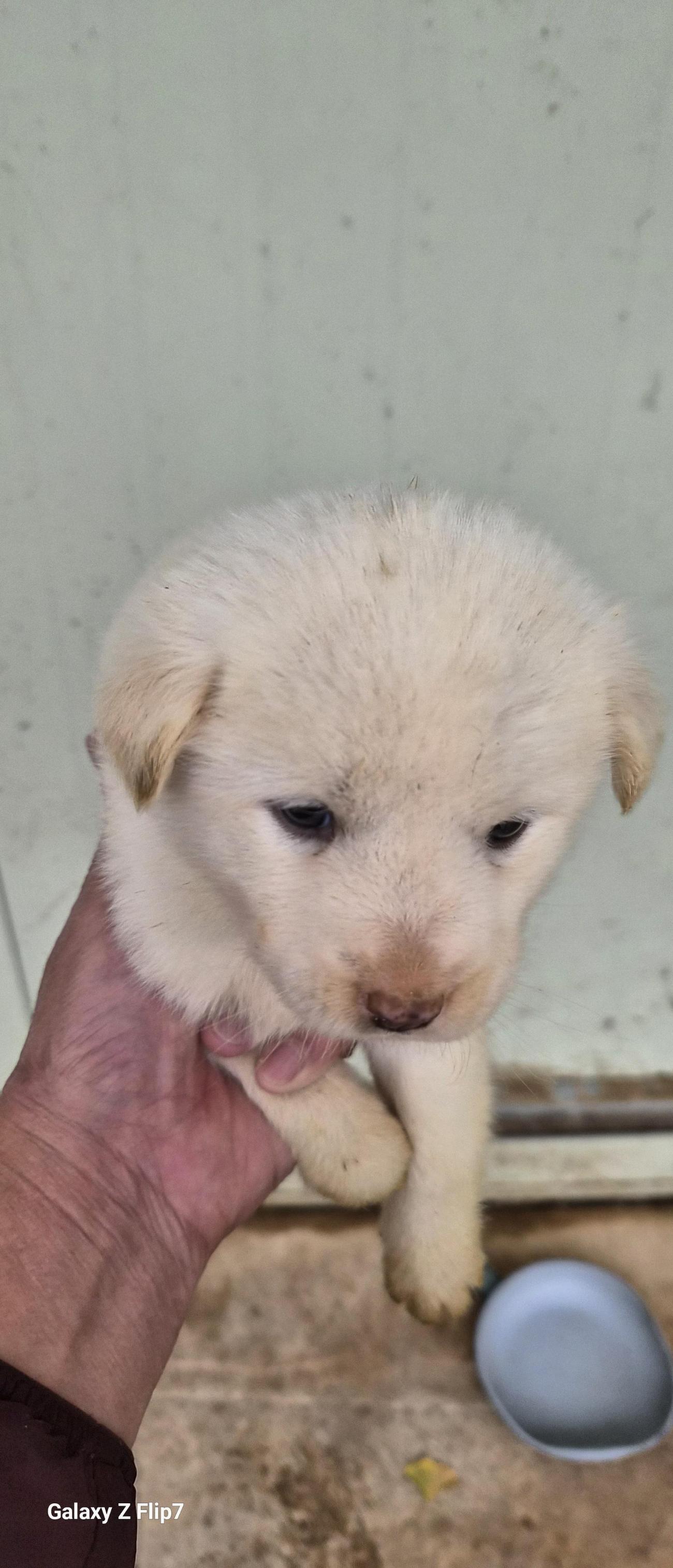 보호중 믹스견의 가…