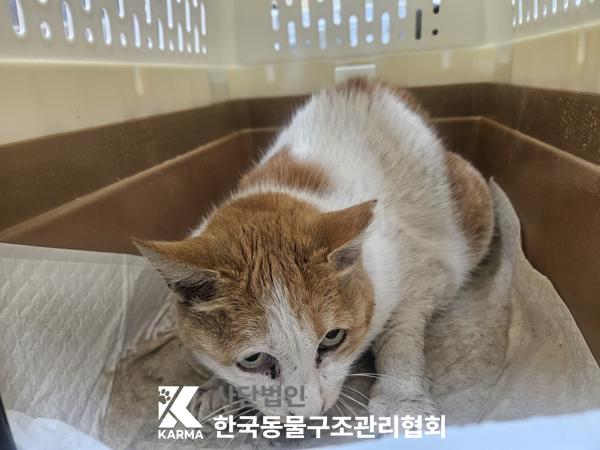 보호중 한국 고양이…