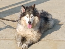 담양군 동물보호센터_446485202500748