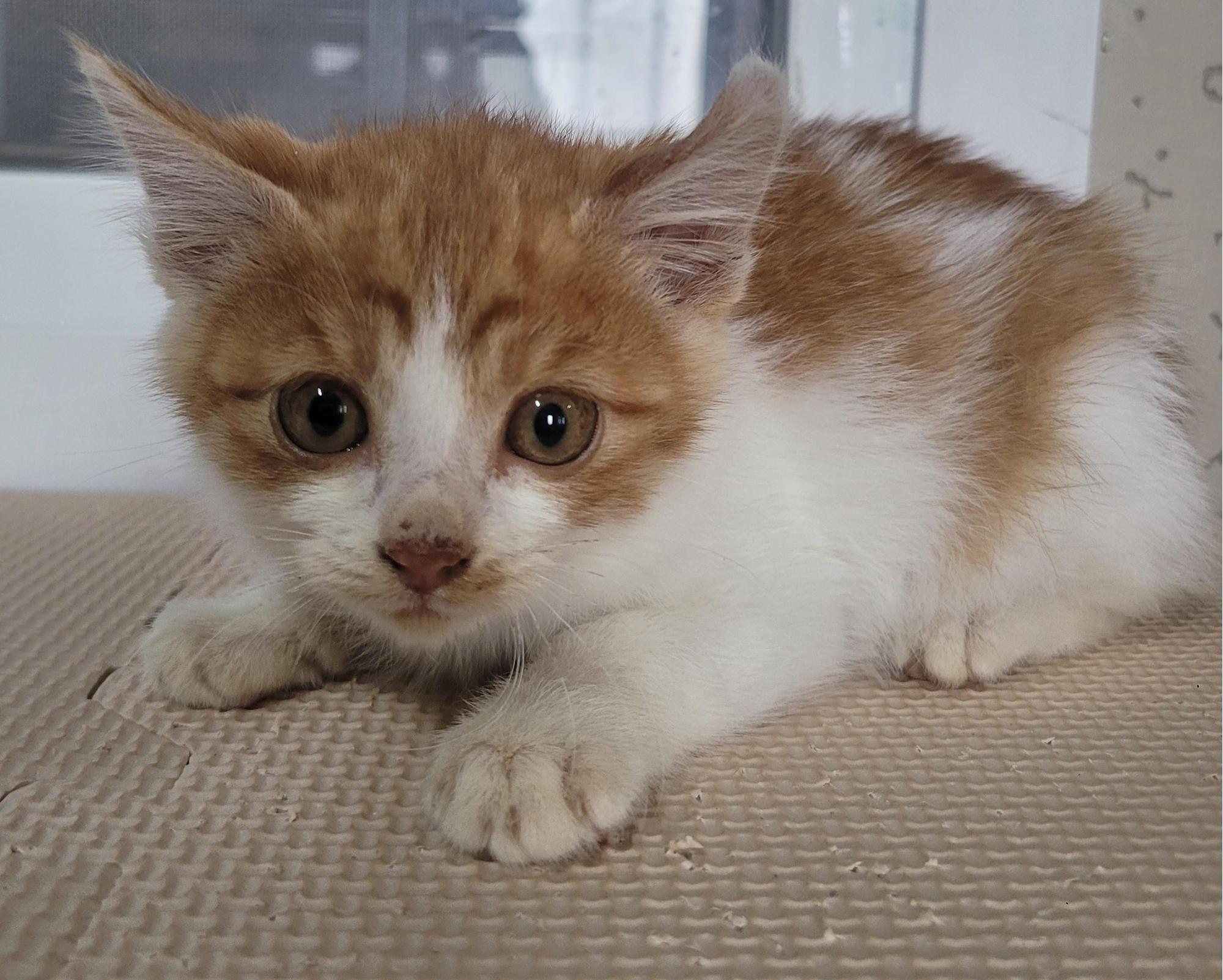 사천시 동물보호센터_448534202502141