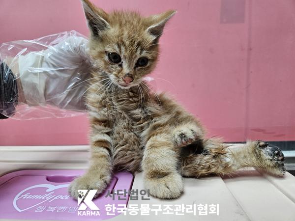 보호중 한국 고양이…