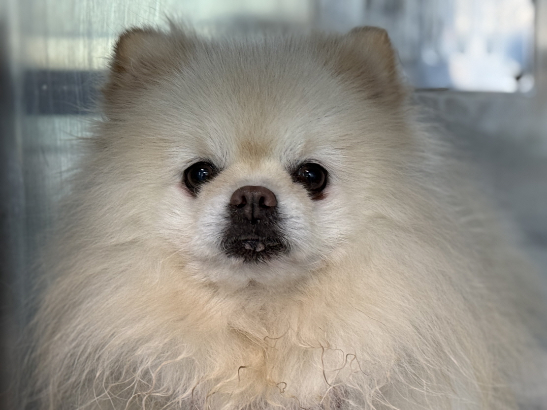 보호중 포메라니안의…