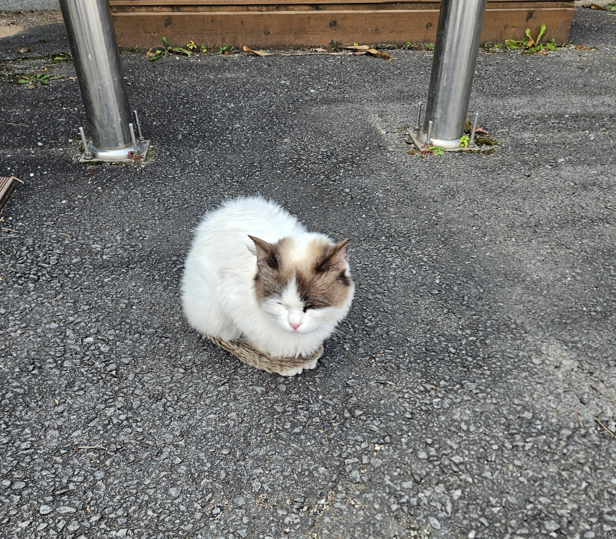 보호중 한국 고양이…